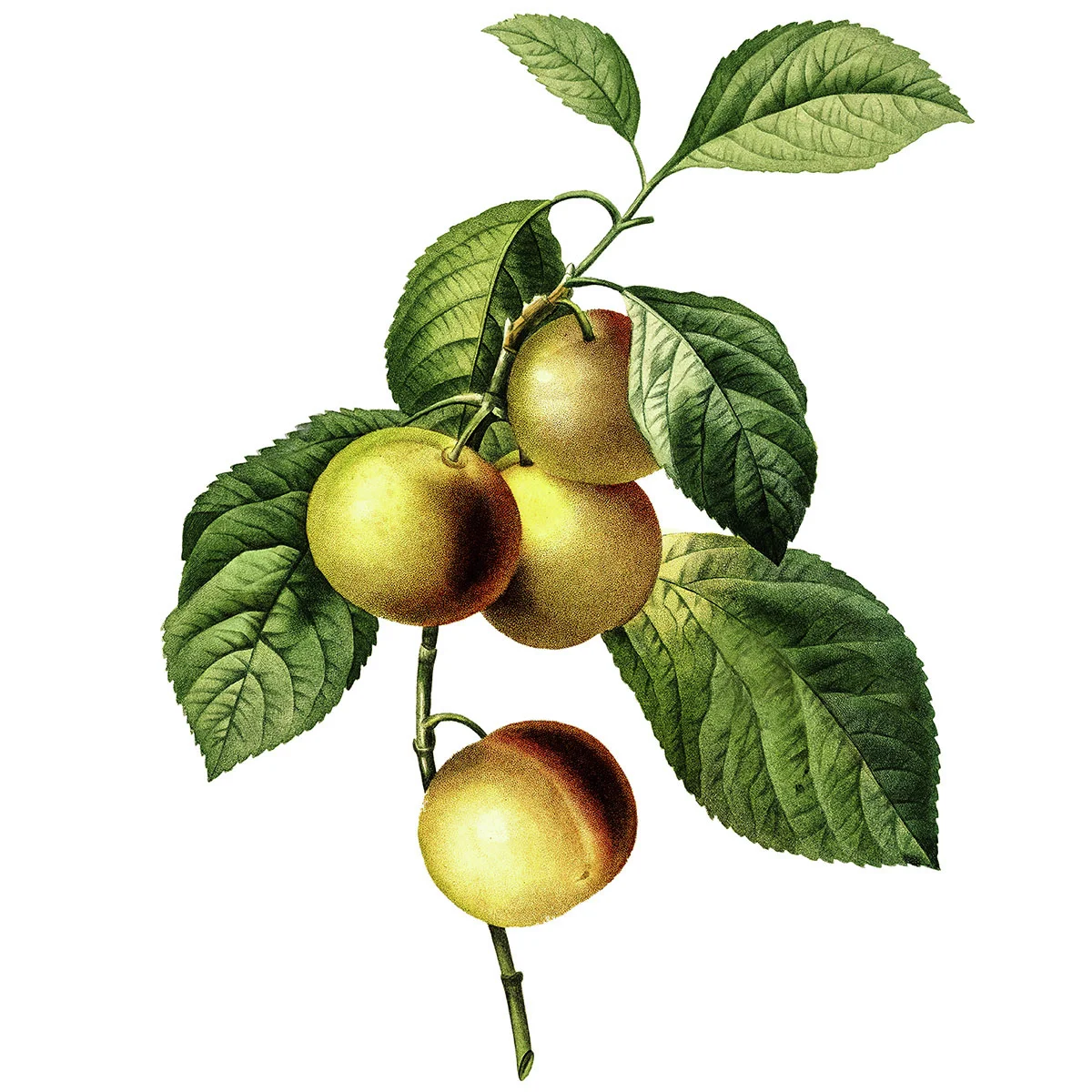 Pflaume Oullins Reneklode