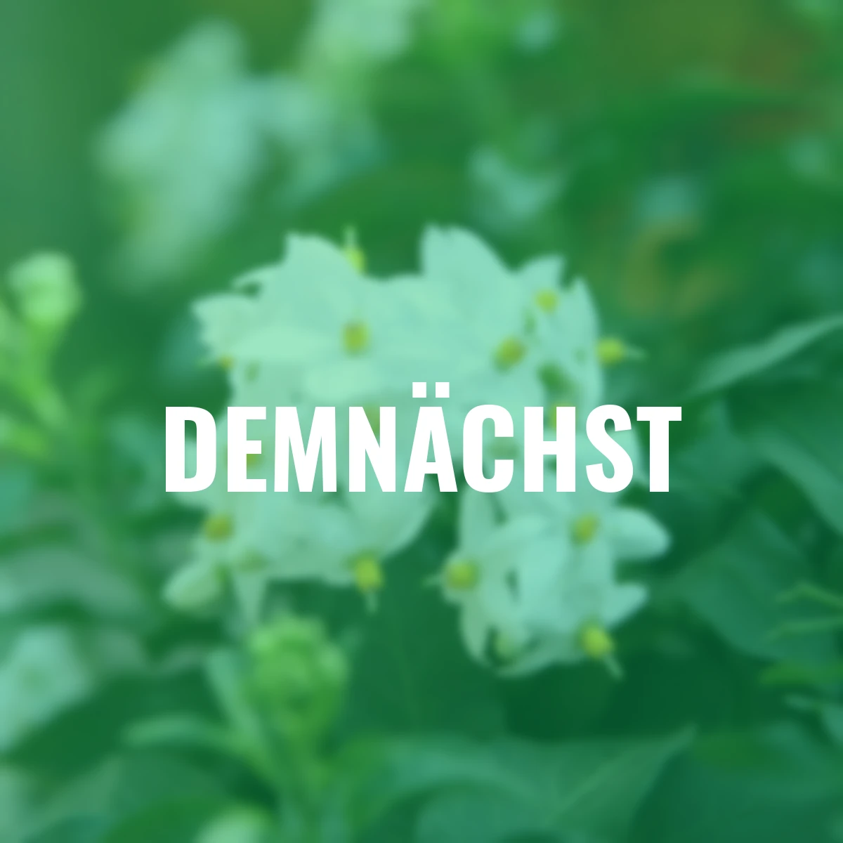 Sommer-Jasmin-Pyramide, weiß,