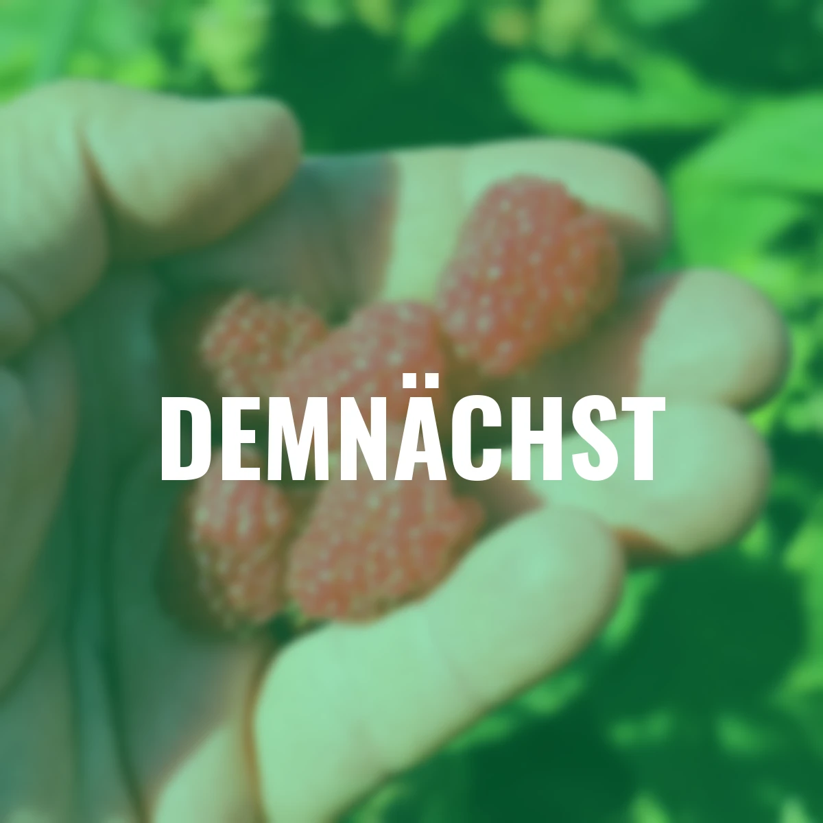 Himbeere Schlaraffia® Plentiful