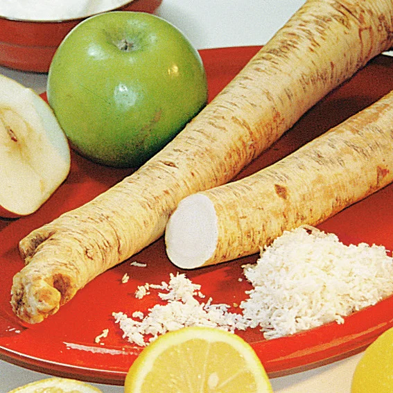 Meerrettich Armoracia, Pflanzgut