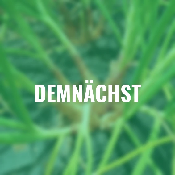 Schalotte Longor, 250 g