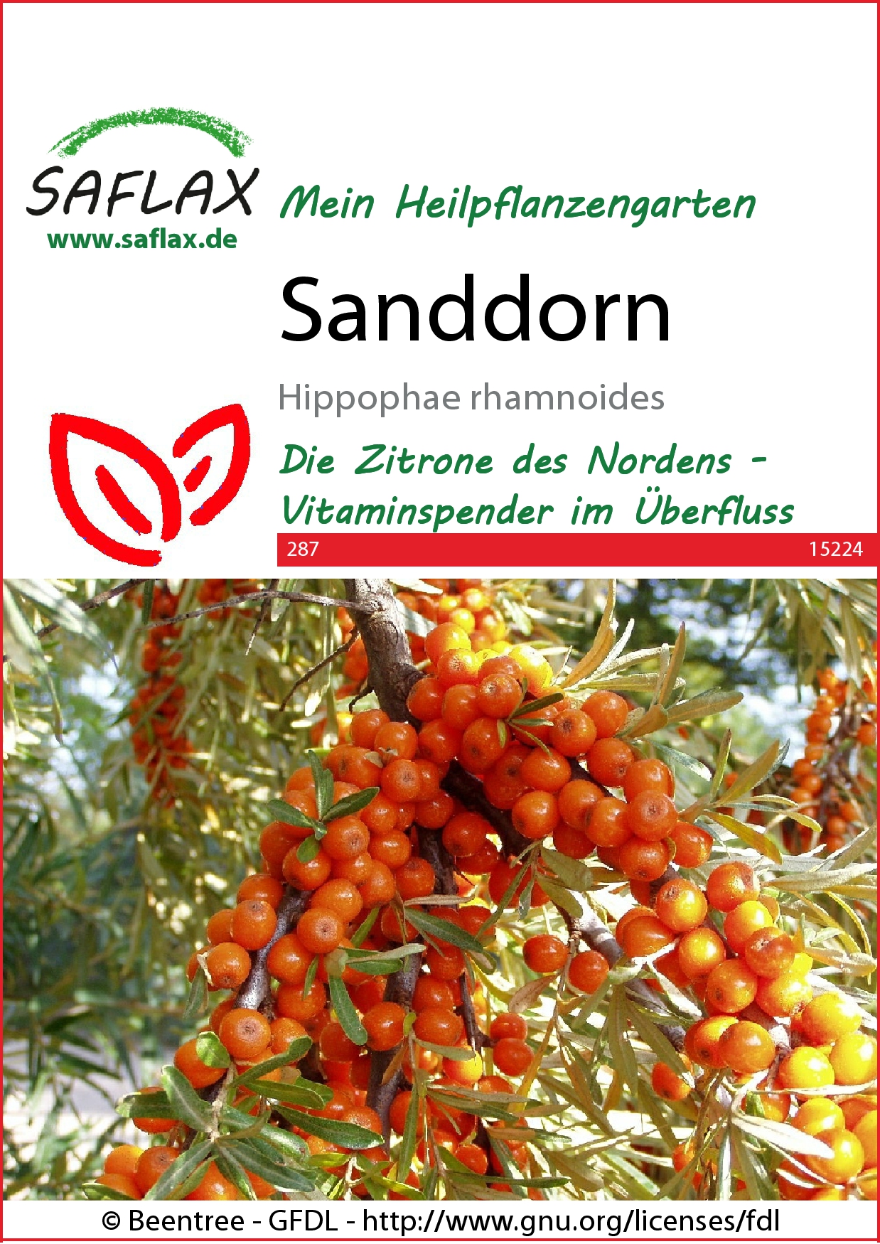 Sanddorn - Samen