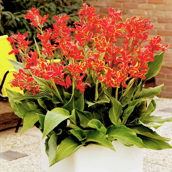 Canna Lucifer (Indisches Blumenrohr)