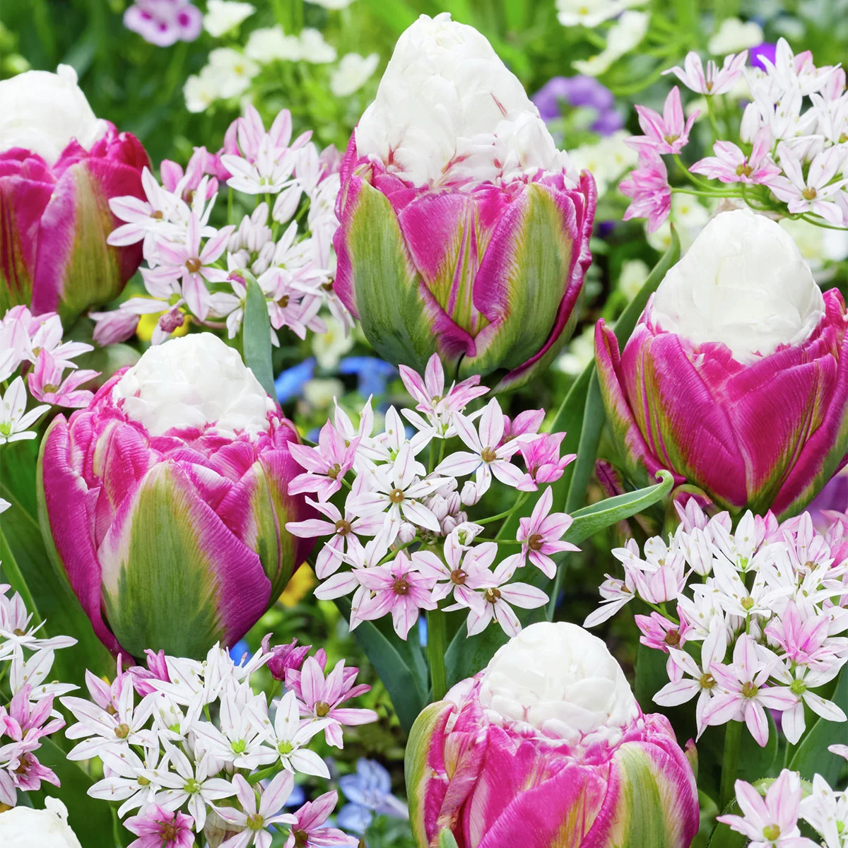 Blumenzwiebel-Set Raspberry Sundae