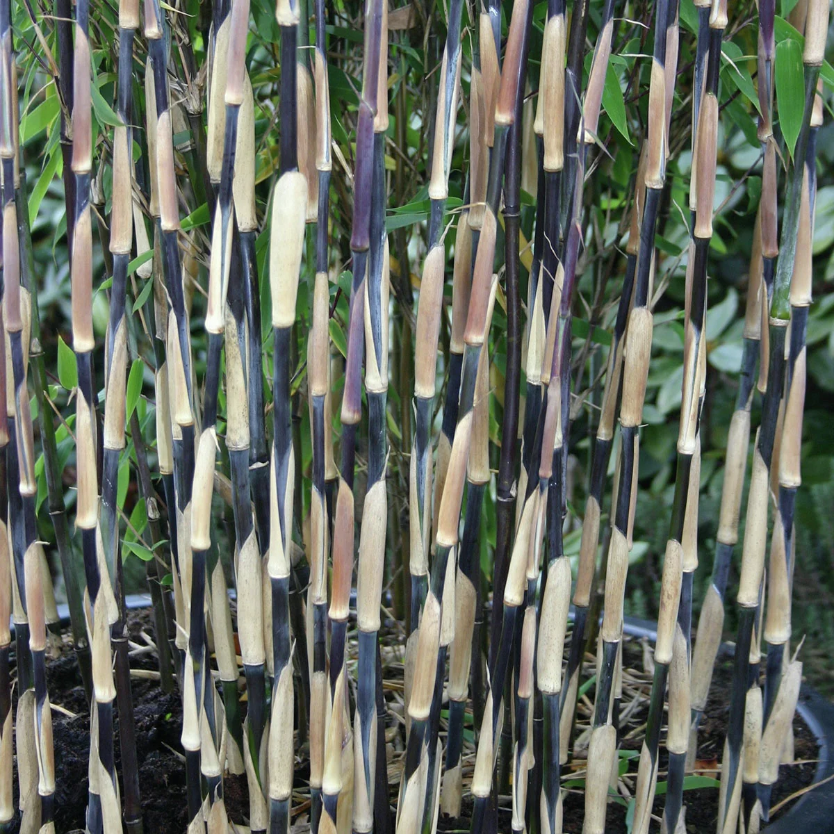 Zebrabambus Red Zebra®