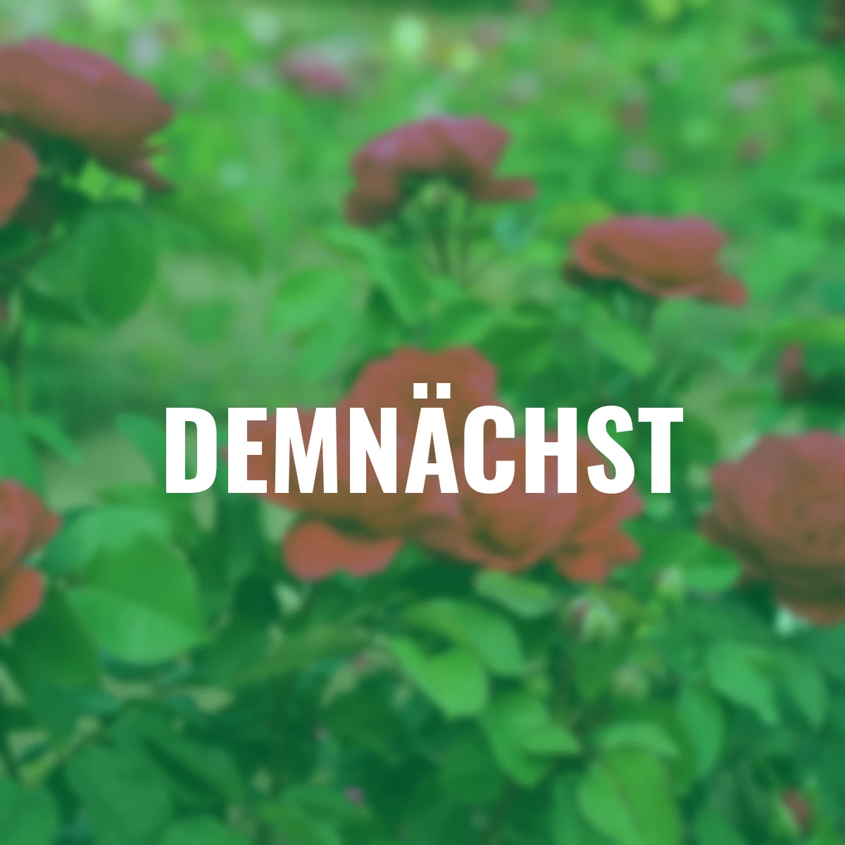 Sense of Love®-Duftrose André Rieu™