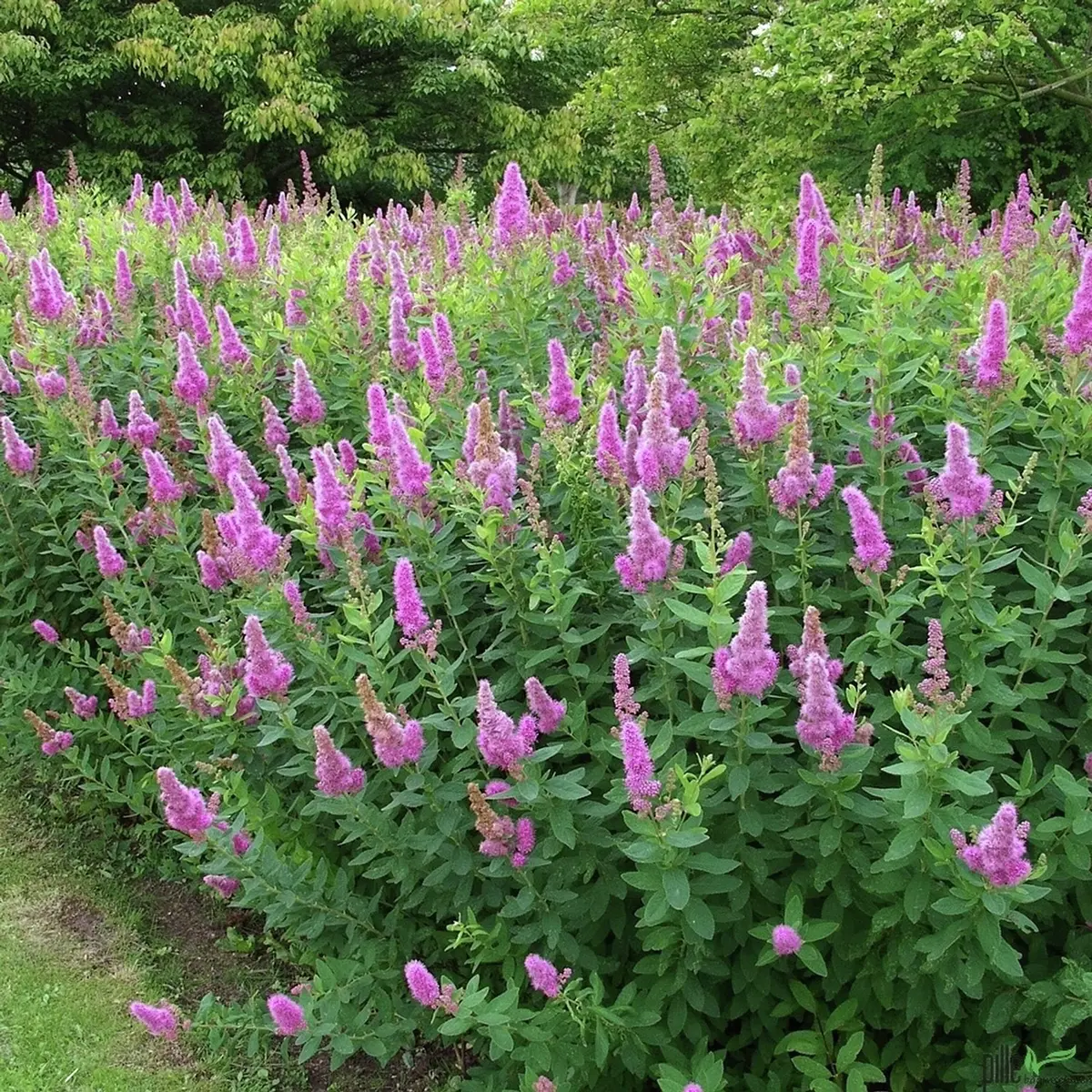 Kolbenspiere Triumphans