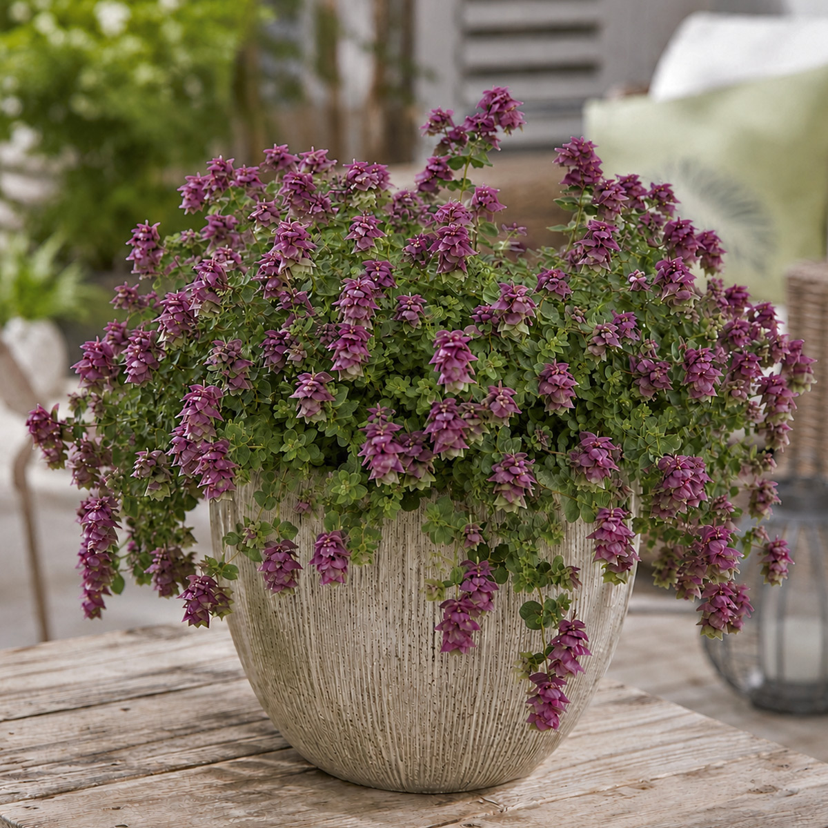 Pinker Hopfenoregano (Hopfen-Dost)