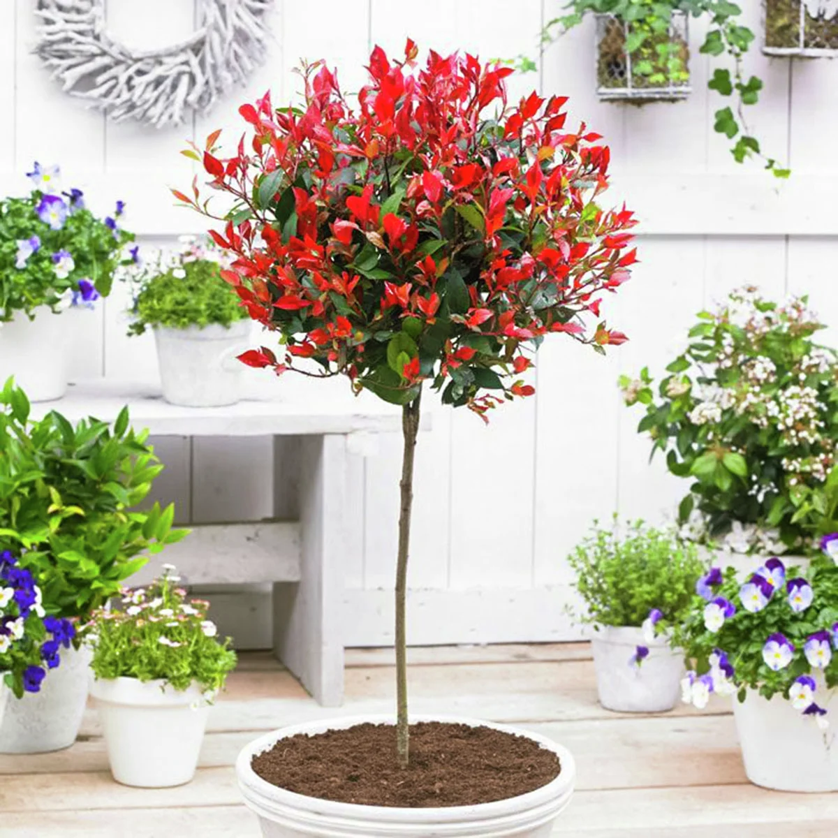 Glanzmispel Little Red Robin, Stamm