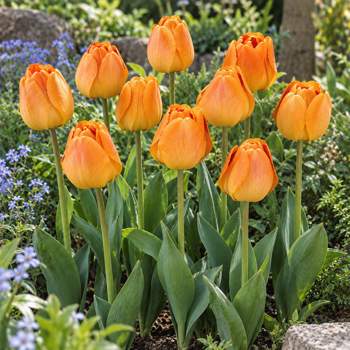 Tulpe Orange Lion
