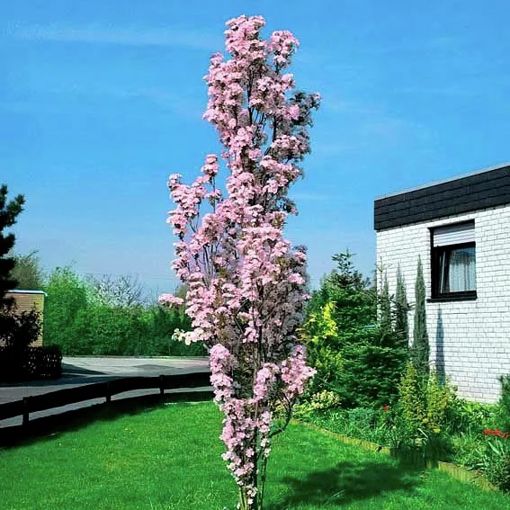 Japanische Säulenkirsche