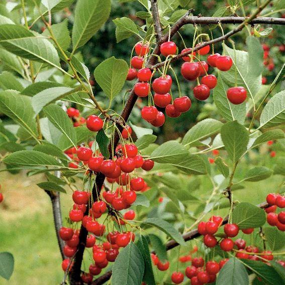 Zwerg-Schattenmorelle Kobold®