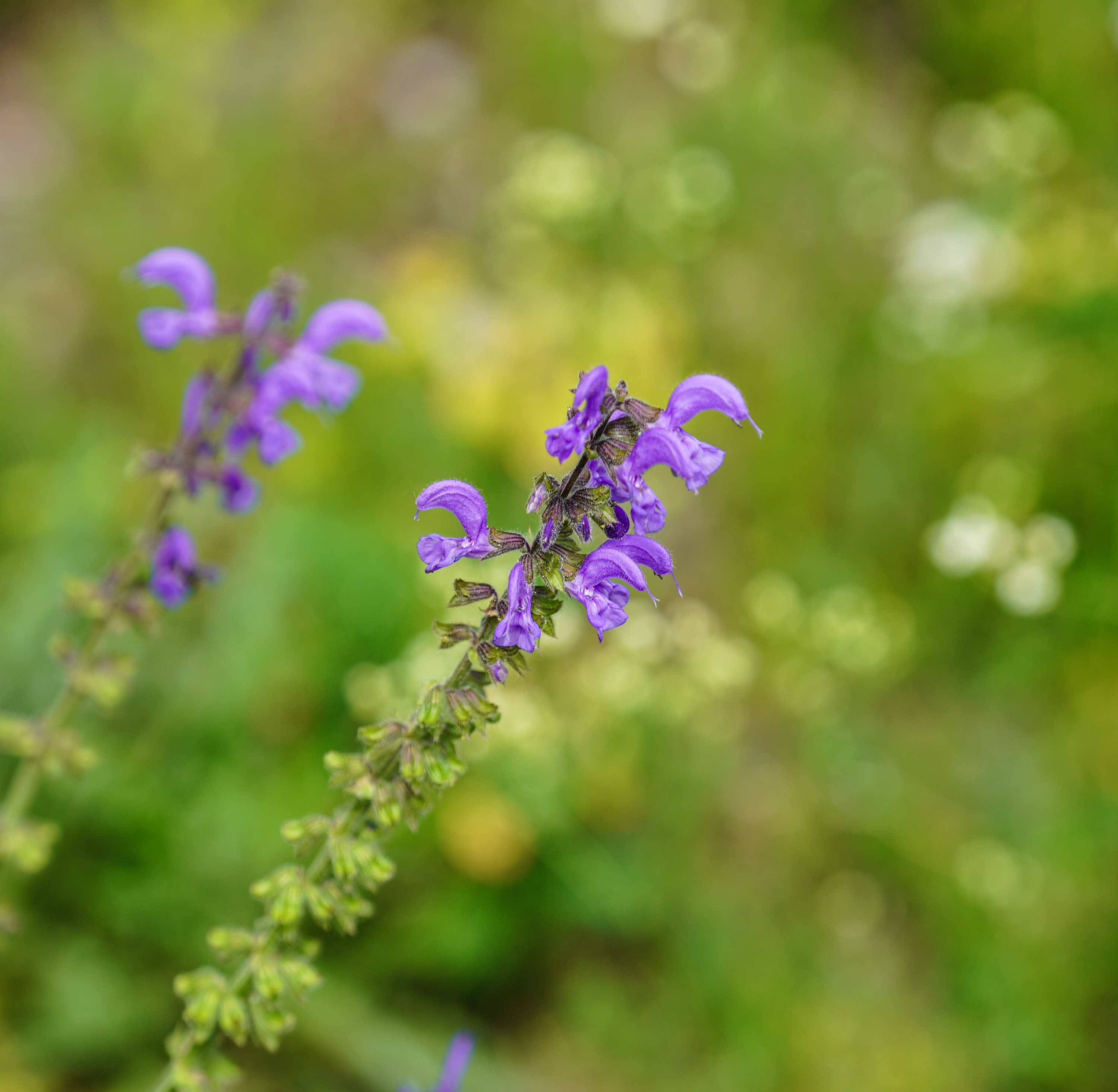 Wiesensalbei