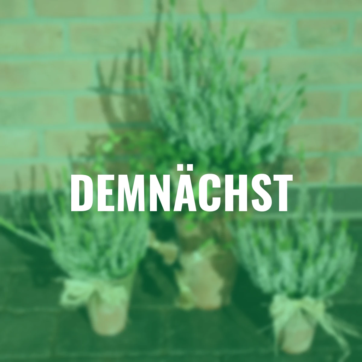 Knospenheide Gardengirls®, weiß