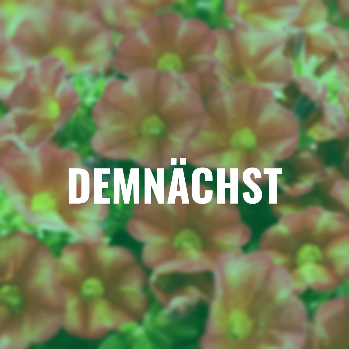 Zauberglöckchen Bakari®