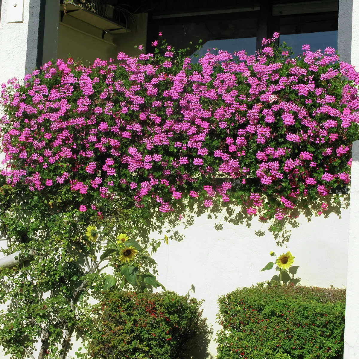 Hänge-Geranie Ville de Paris, rosa