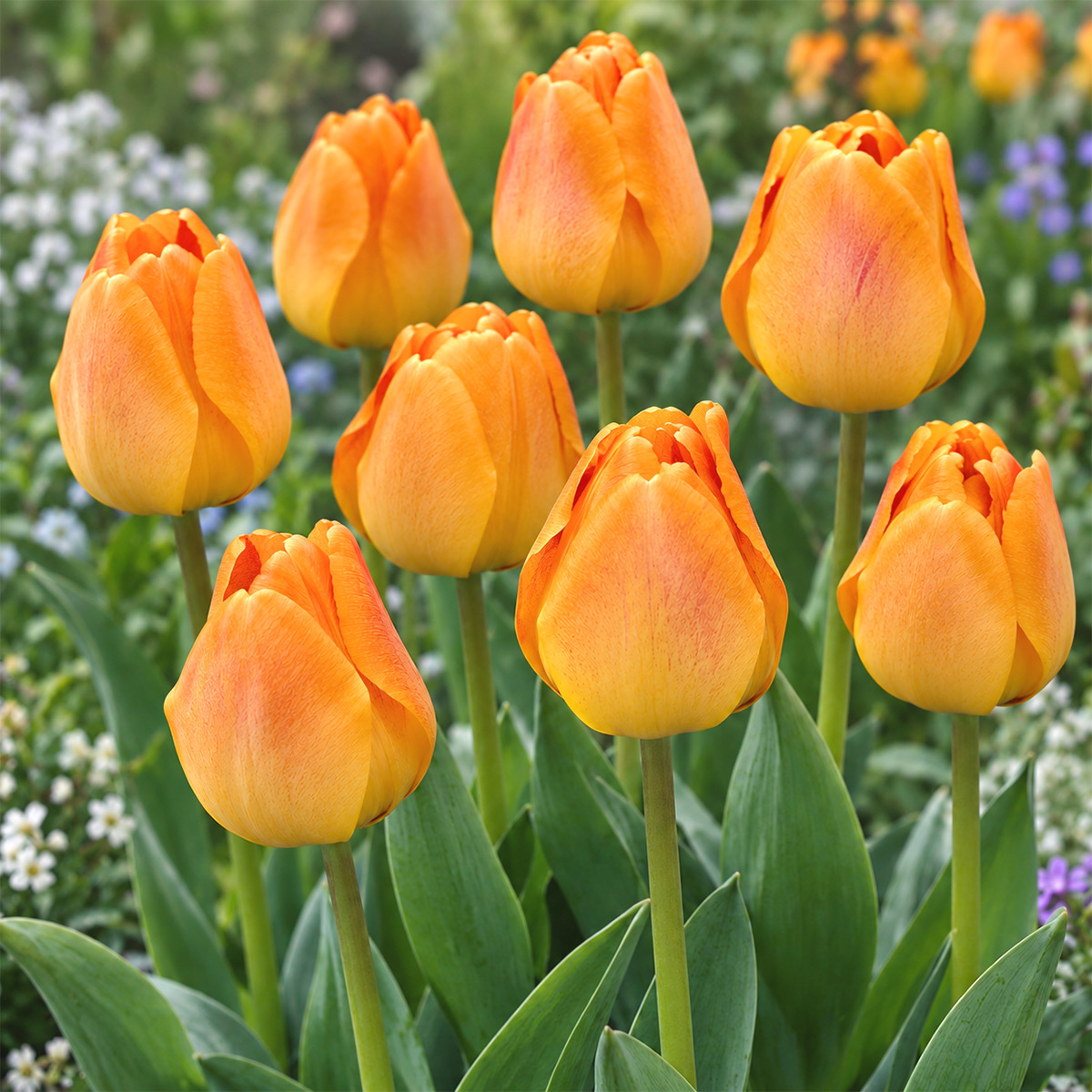 Tulpe Orange Lion