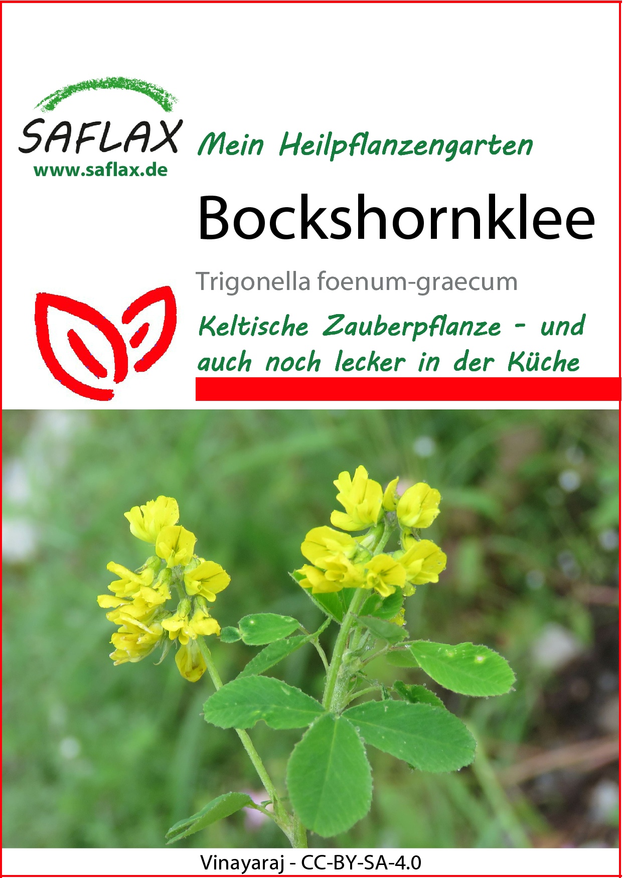 Bockshornklee - Samen