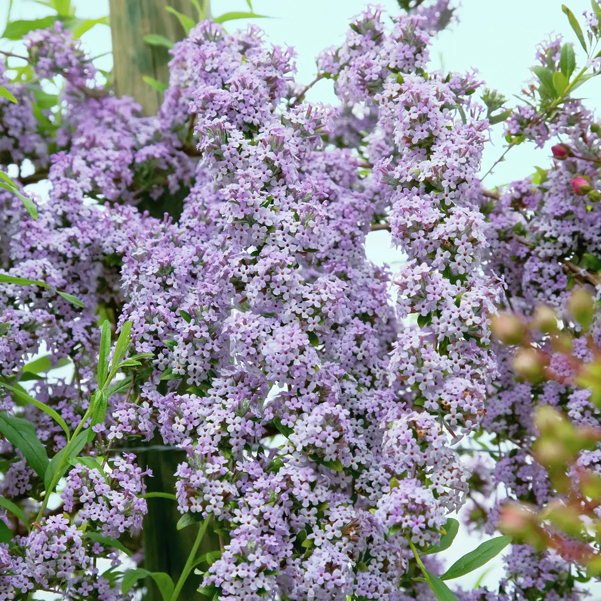 Wasserfall-Schmetterlingsflieder