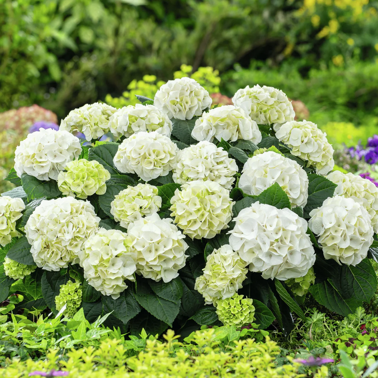 Weiße Ballhortensie