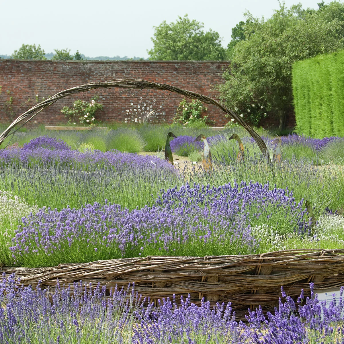 Englischer Lavendel Richard Gray