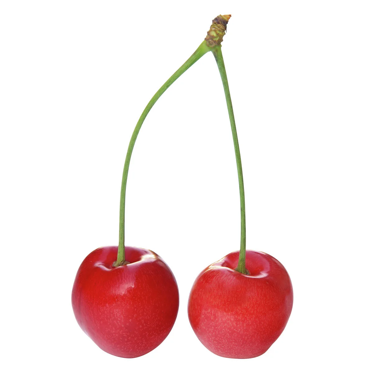 Zwergobst Sauerkirsche Piemont