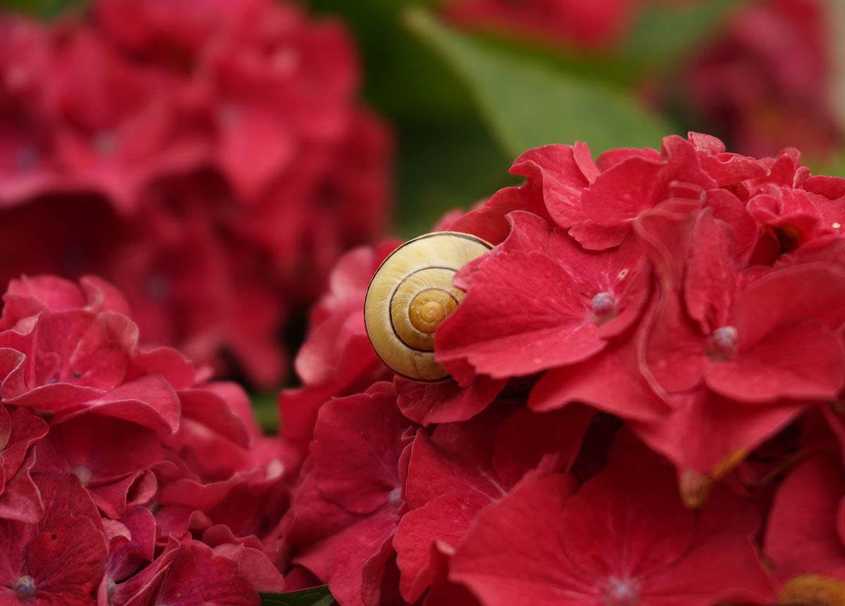 Gestreiftes Schneckenhaus zwischen leuchtend roten Hortensienblüten – Foto von Maren, Platz 2 beim Gärtner Harry Fotowettbewerb „Dein schönster Garten-Moment im Sommer“