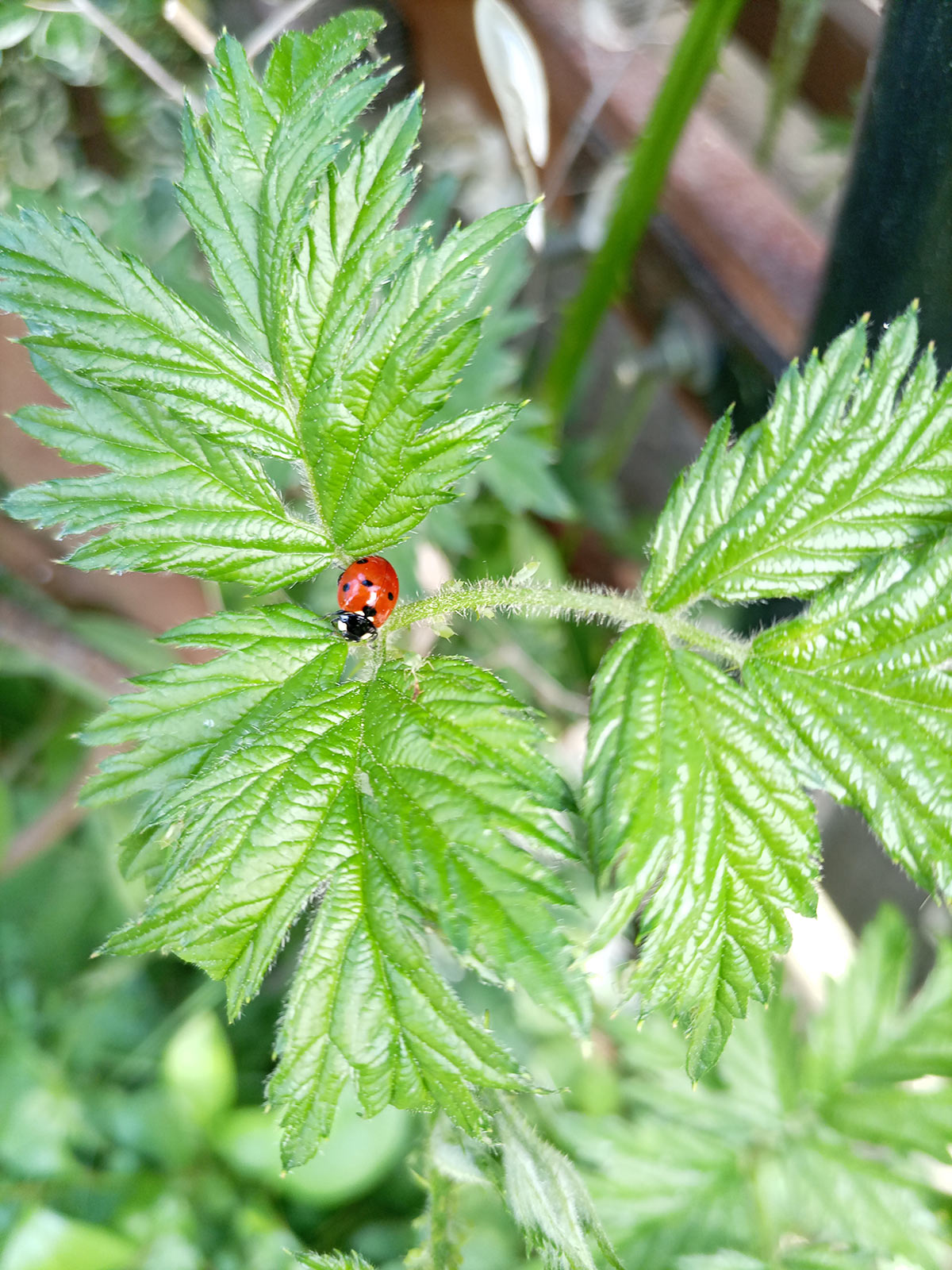 Gartenfoto von Anja – Platz 3 beim Gärtner Harry Fotowettbewerb „Dein schönster Garten-Moment im Sommer“