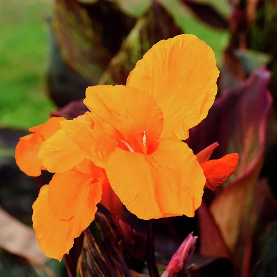 Riesen-Canna Andaloucia (Indisches Blumenrohr)