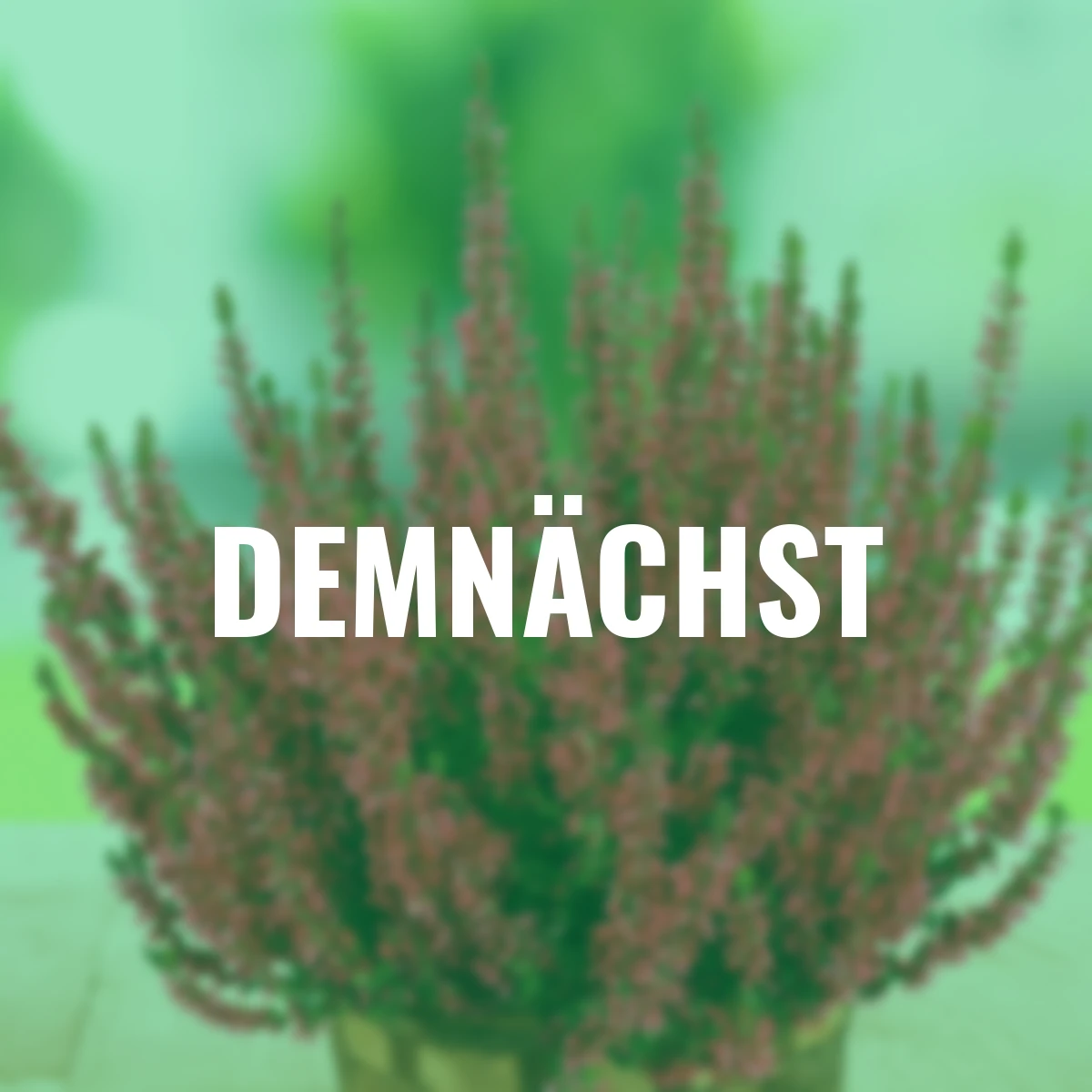 Knospenheide Gardengirls® , rot