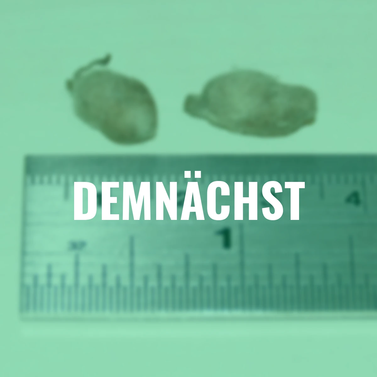 Japanische Vogelblume