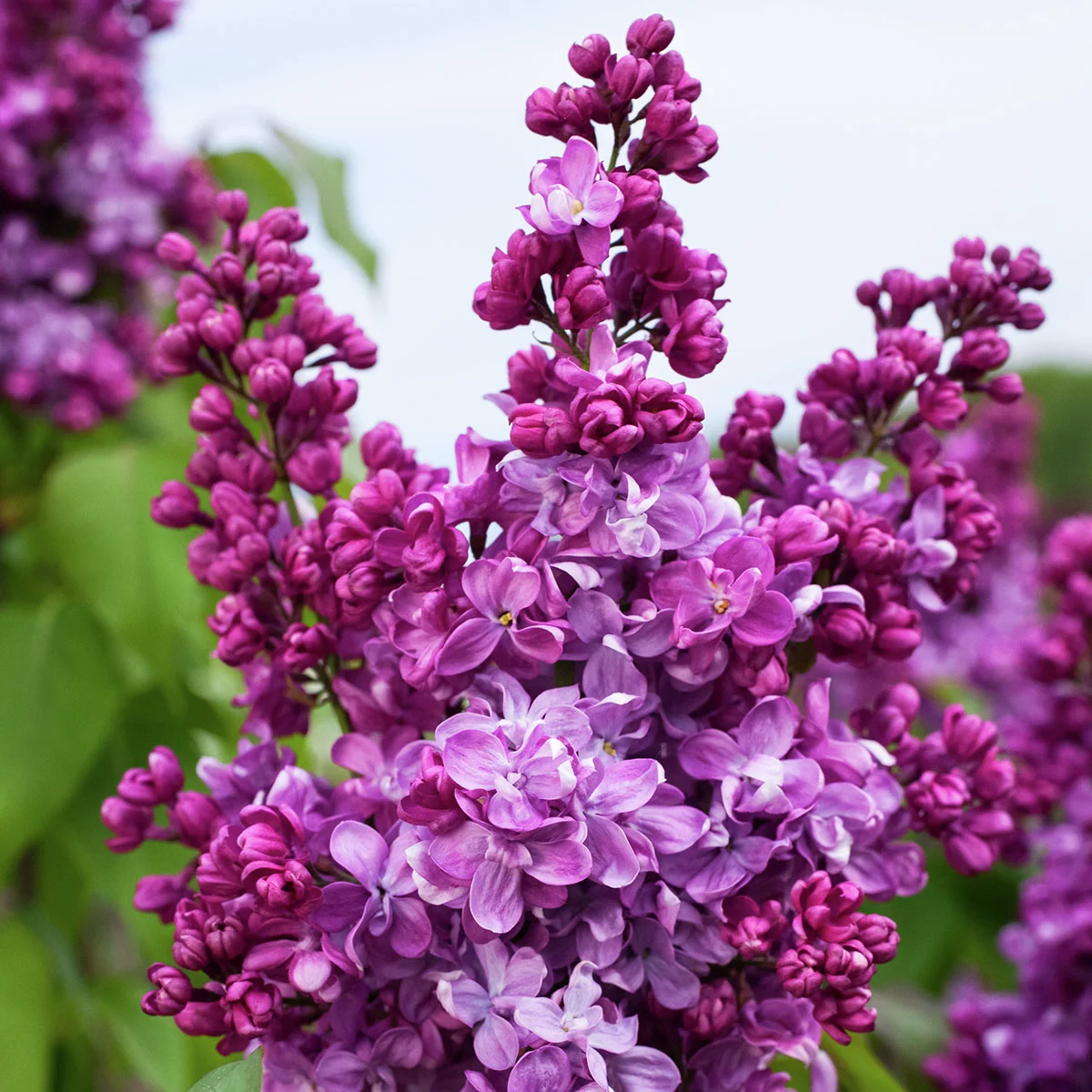 Edelflieder Prince Wolkonsky