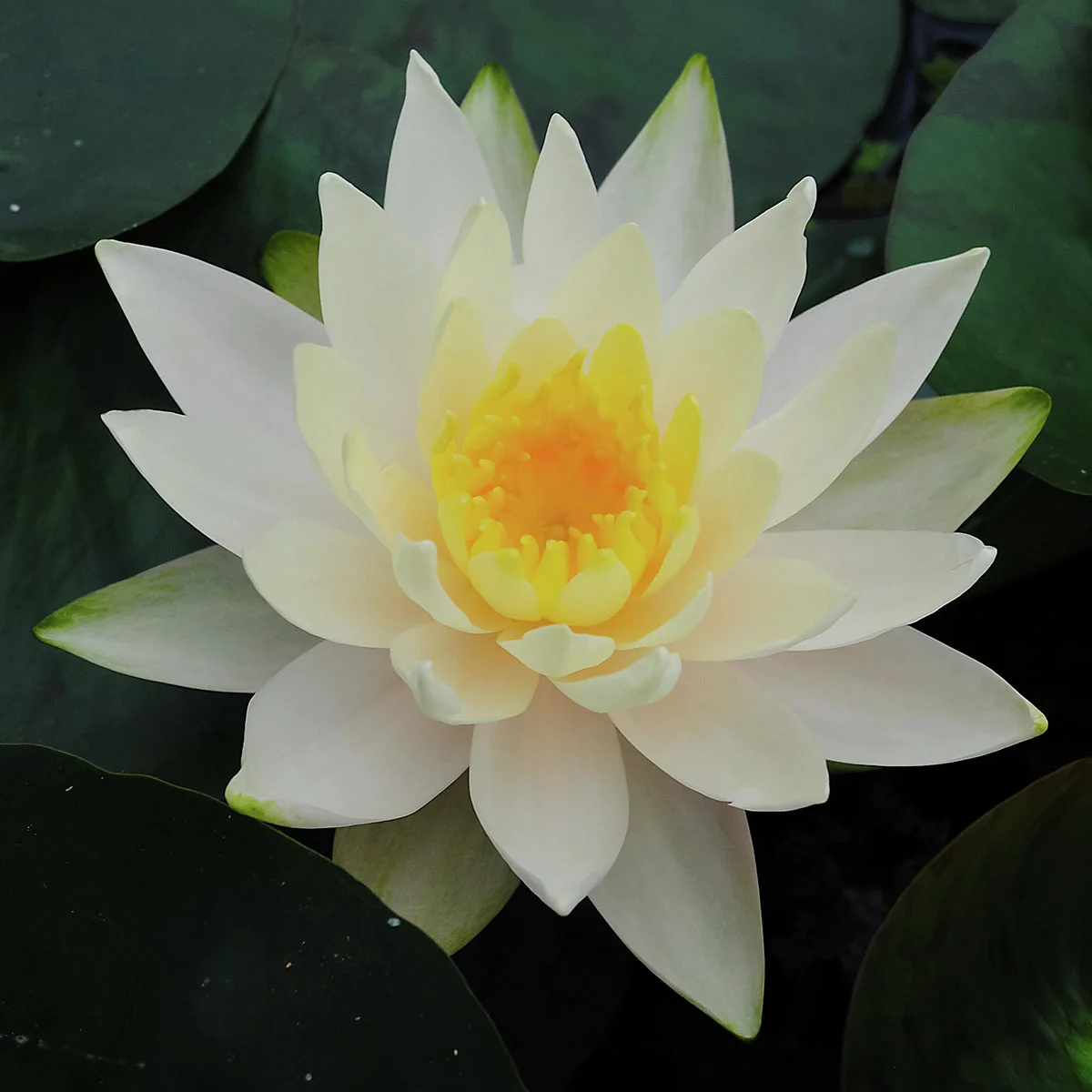 Seerose Albida, weiß