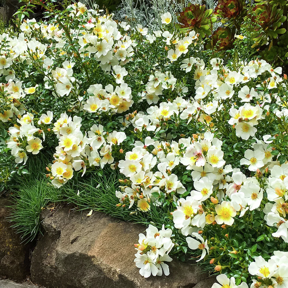 Zwergrose Sonnenröschen®