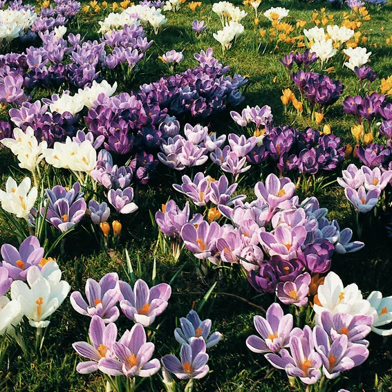 Gartenkrokus-Mischung Krokuswiese Blaue Symphonie