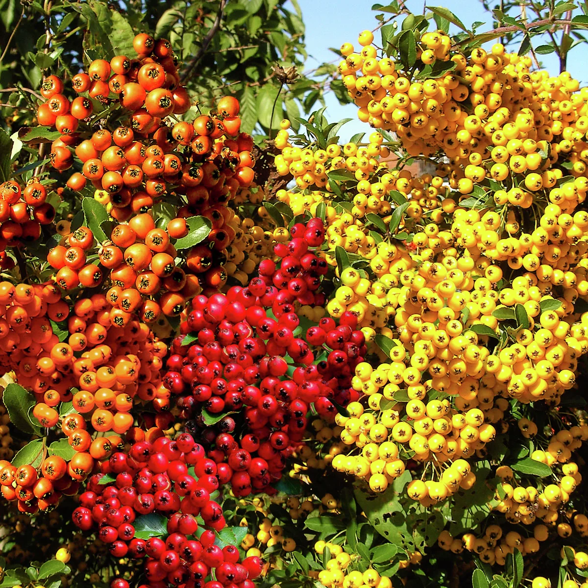 Ziergehölz-Set Bunte Feuerdorn-Hecke Venecia