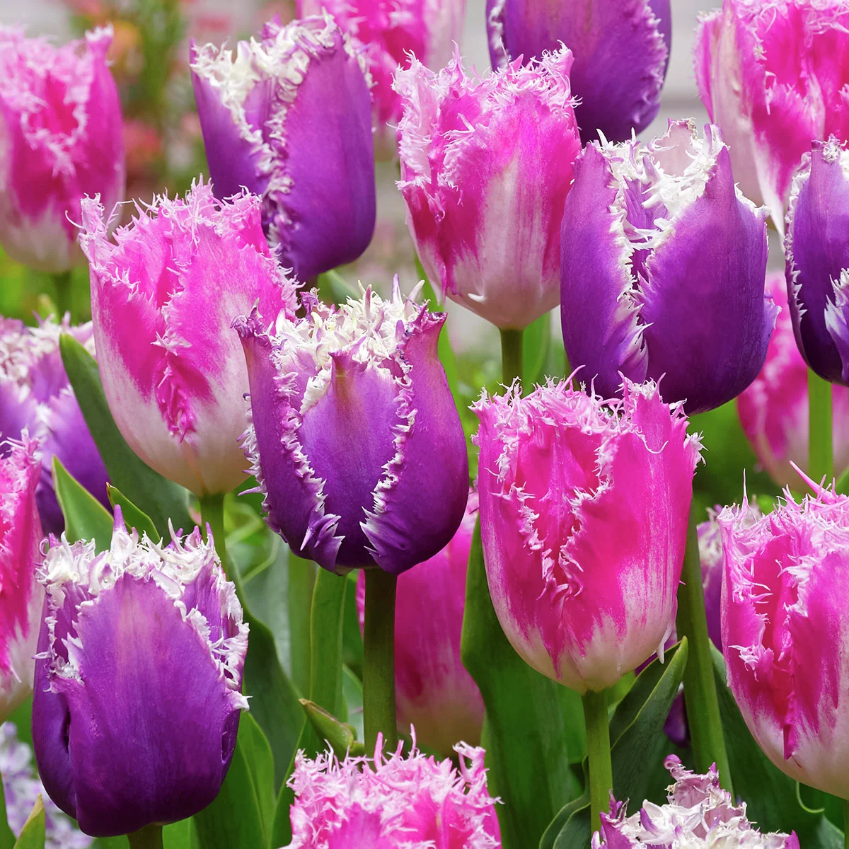 Crispa-Tulpen Duo Set