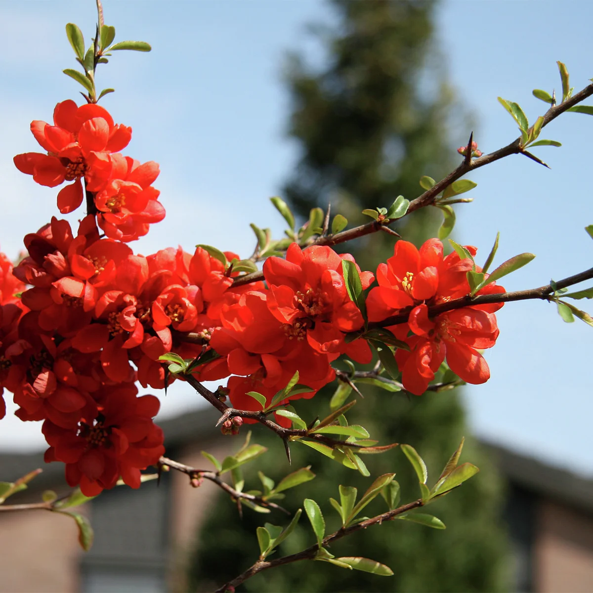 Japanische Zierquitte