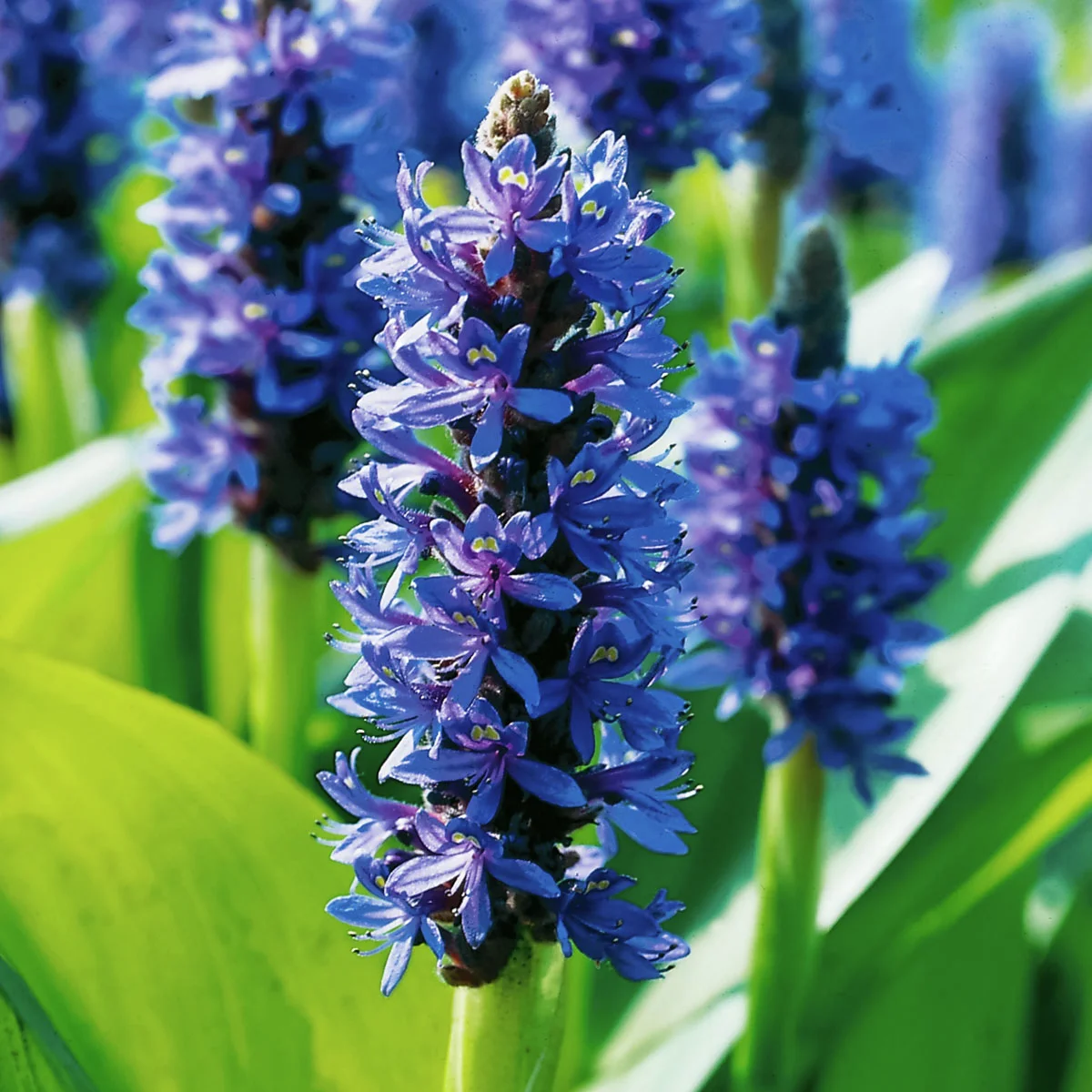 Hechtkraut, im ca. 11 cm-Topf