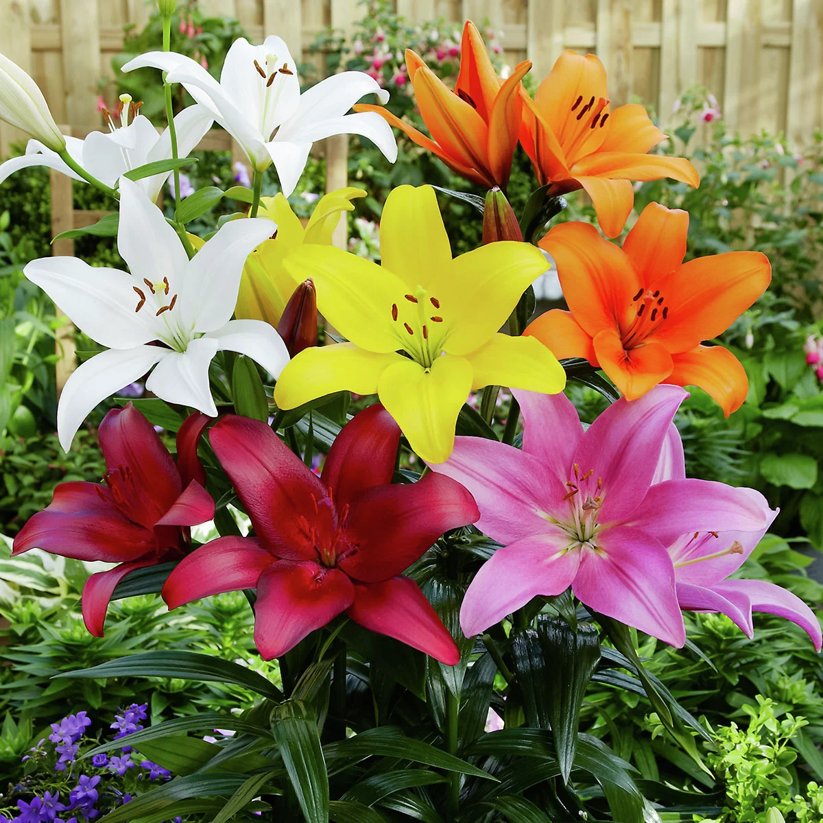 Asiatische Gartenlilien-Mischung