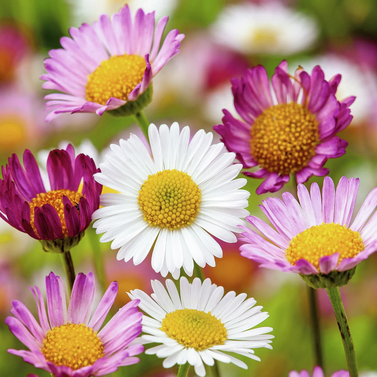 Spanisches Gänseblümchen