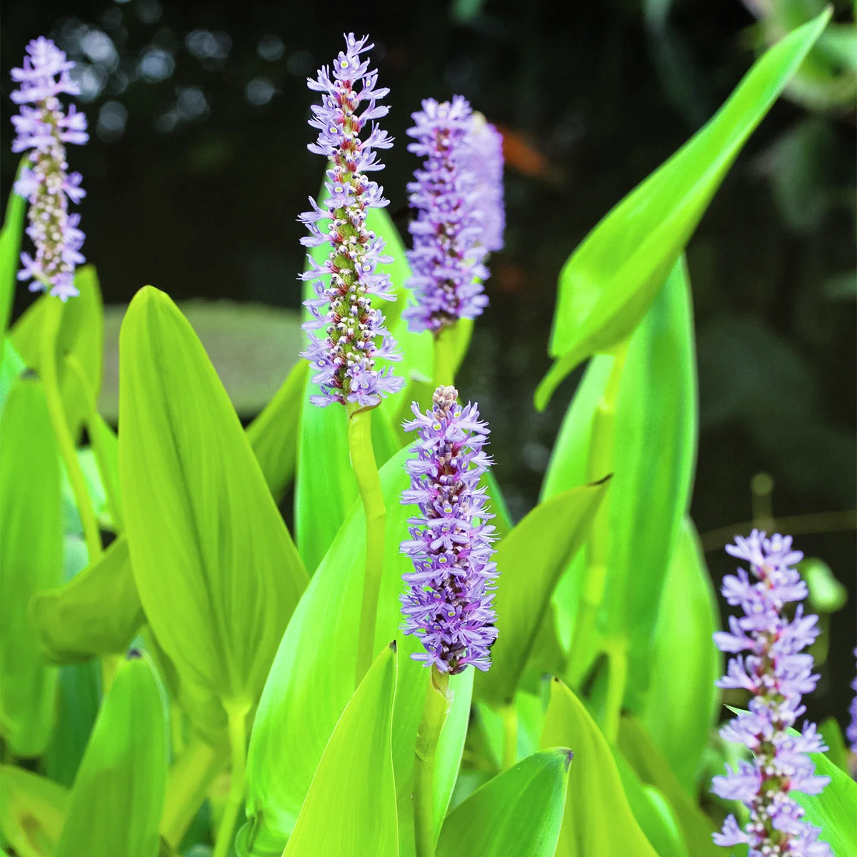 Hechtkraut, im ca. 11 cm-Topf