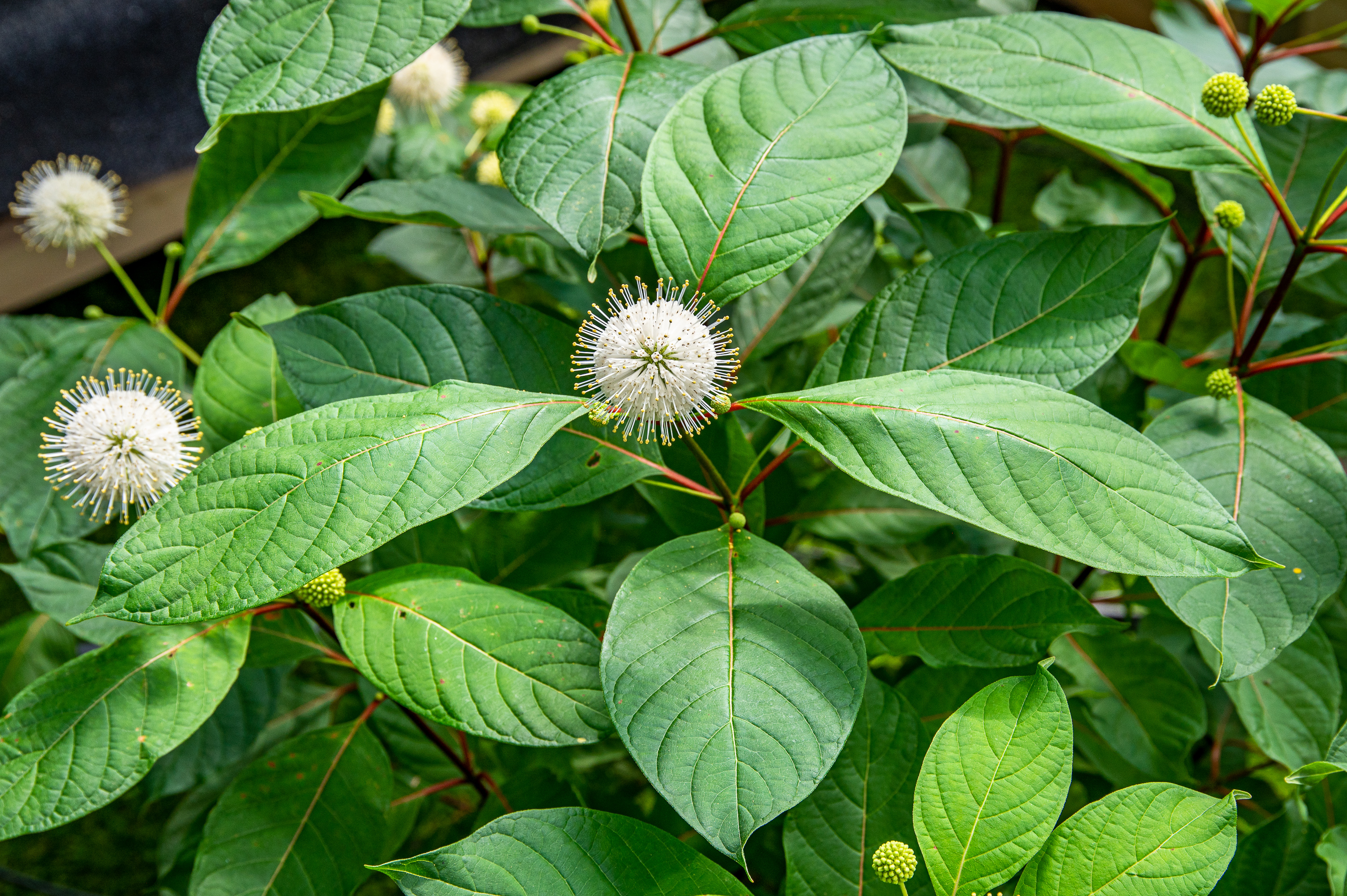 Knopfbusch