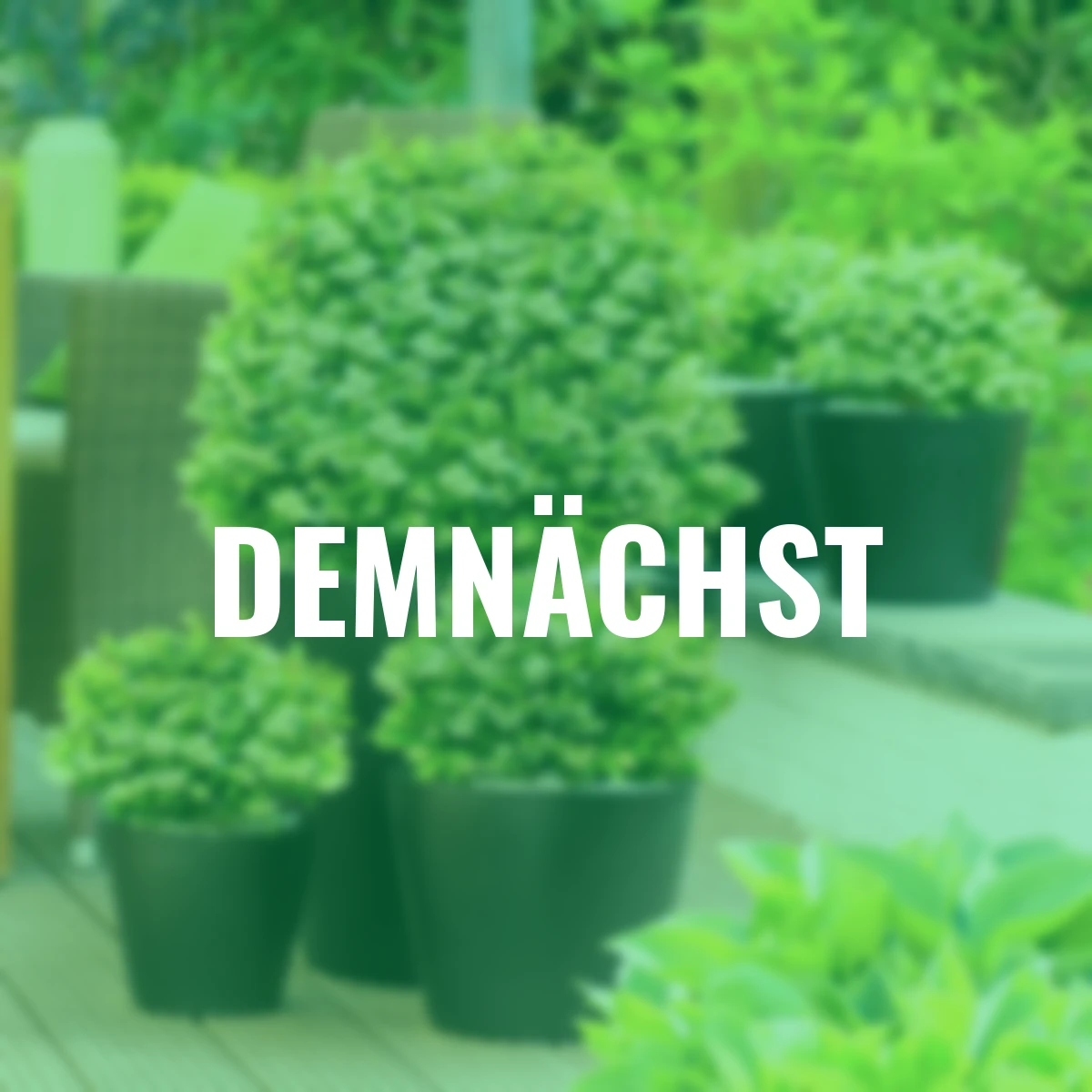 Heidelbeere BrazelBerry® Berry Bux®