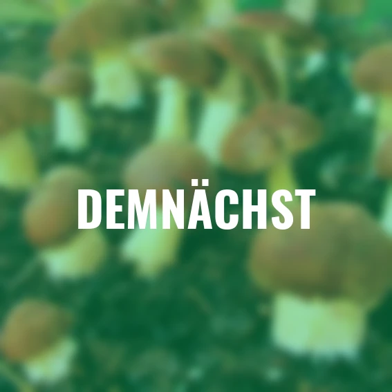 Pilzkultur-Set Braunkappe