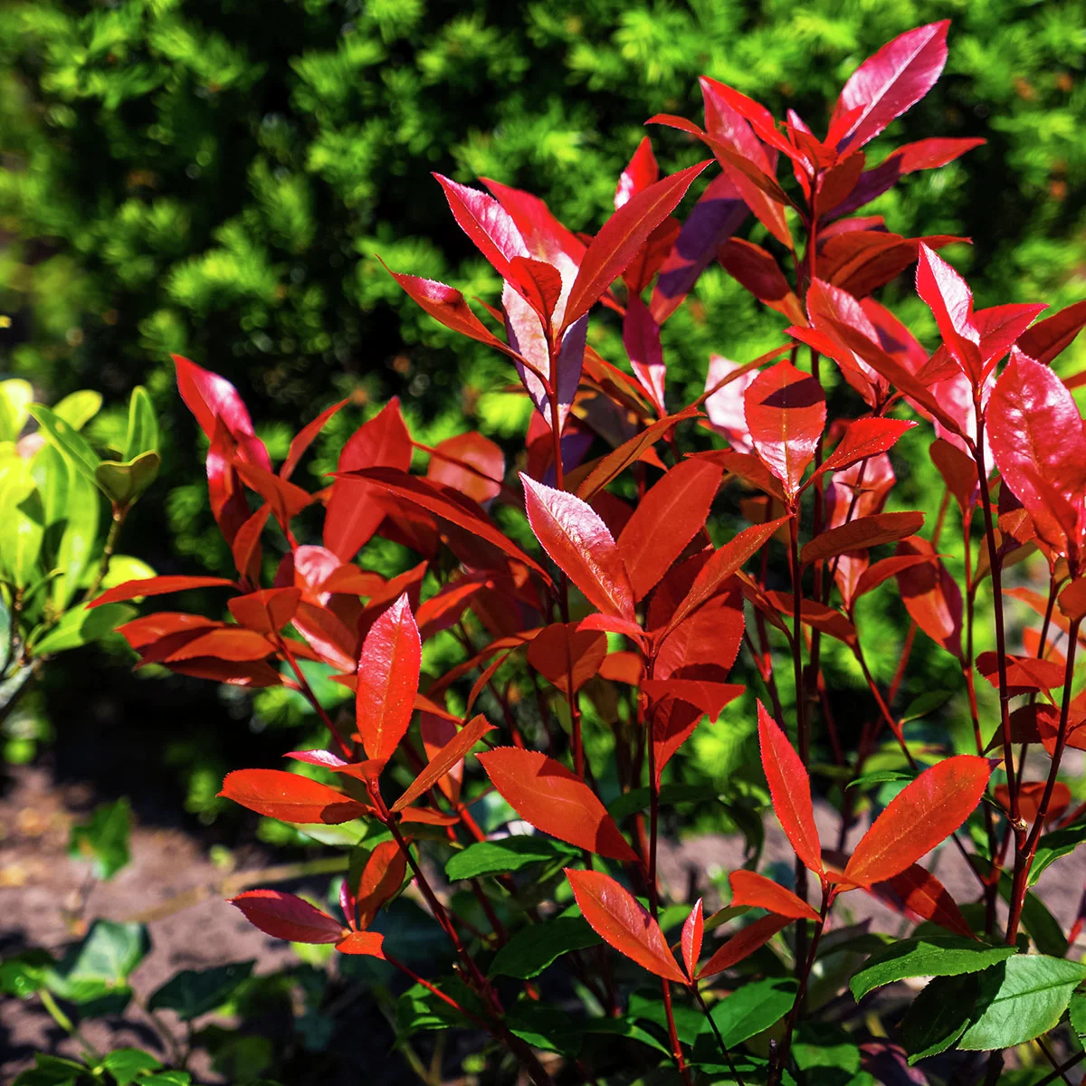 Glanzmispel Devil's Dream®