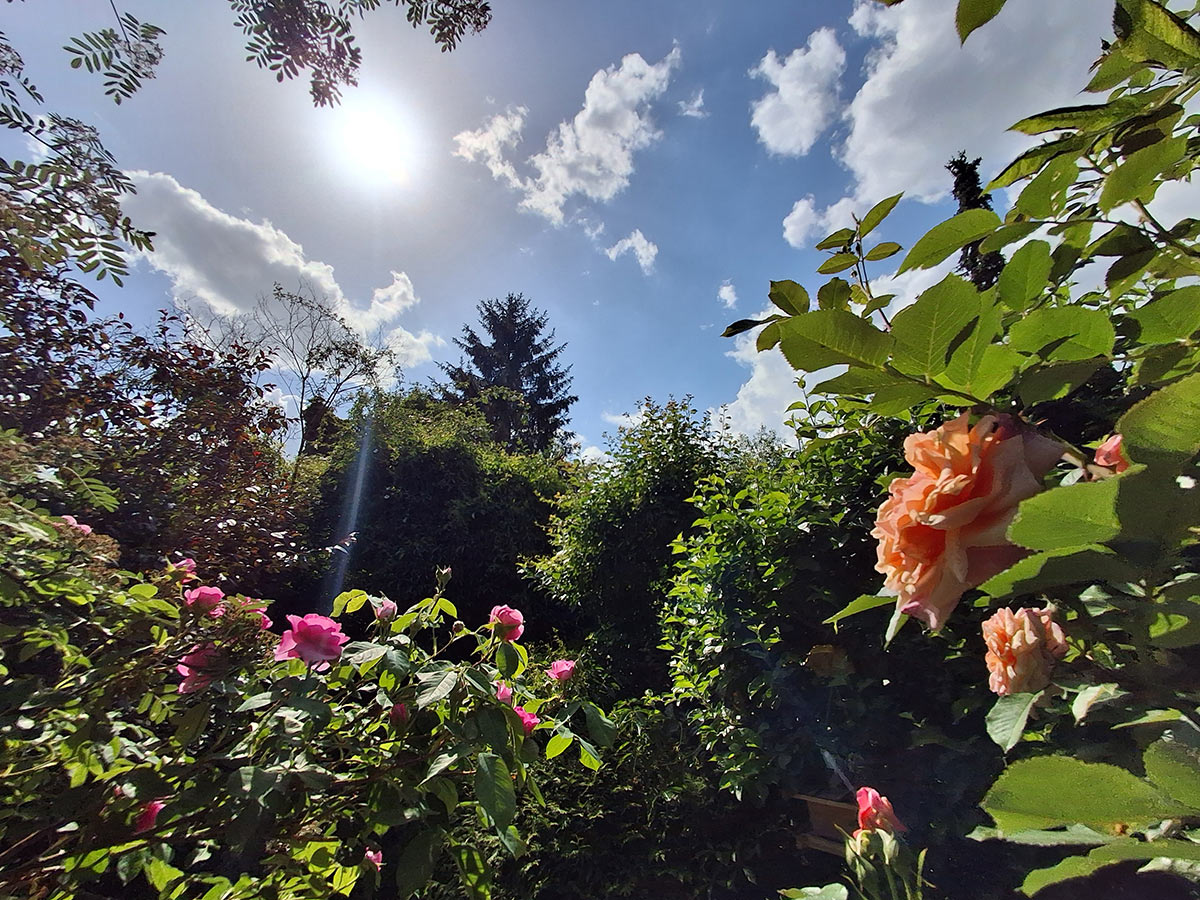 Gartenfoto von Sven – Platz 3 beim Gärtner Harry Fotowettbewerb „Dein schönster Garten-Moment im Sommer“