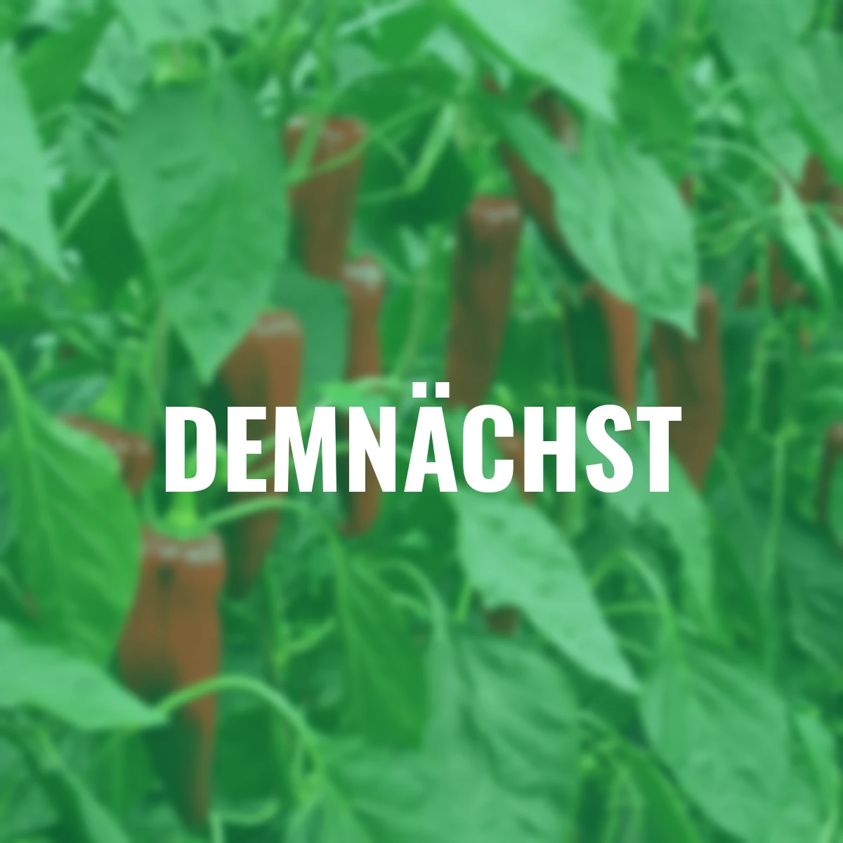 Saatgut-Holzbox Hochbeet, 8 Saatgut-Sorten