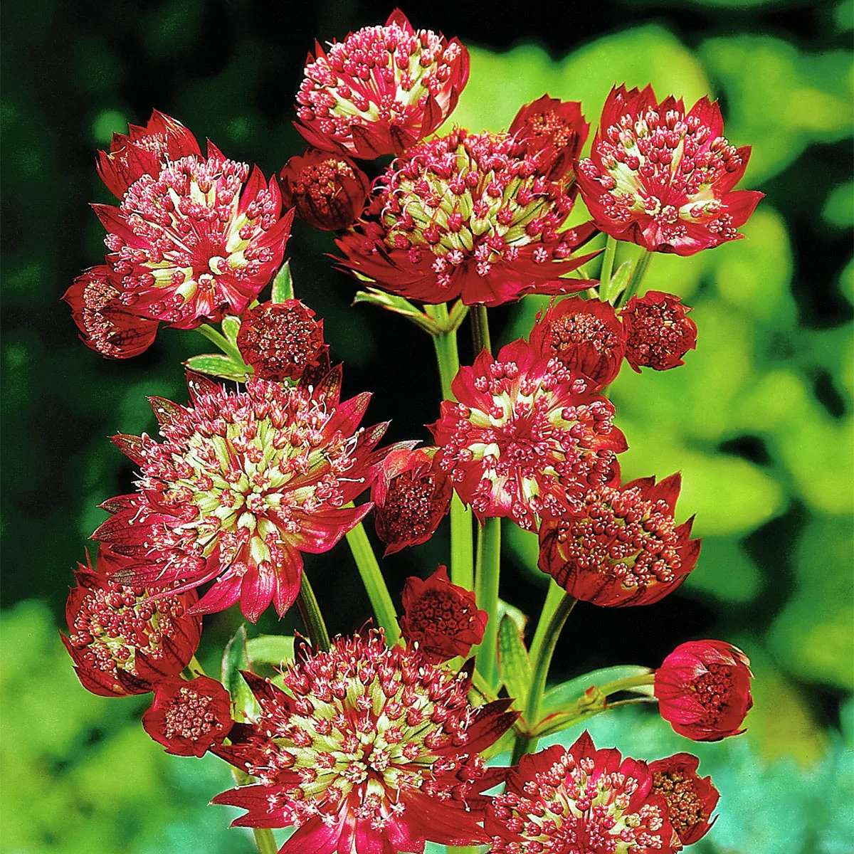 Zwerg-Sterndolde Ruby Wedding