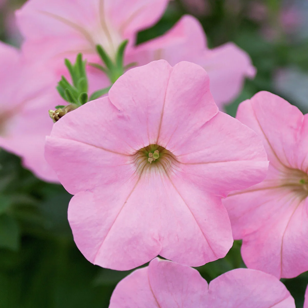 Riesenhängepetunie AlpeTunia® Soft Pink